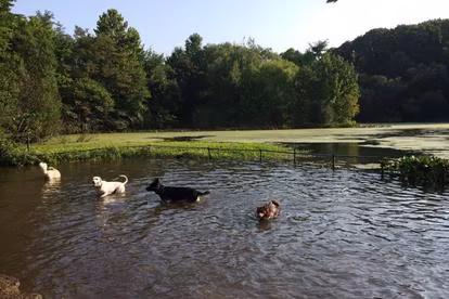 Dog parks in Brooklyn, New York, New York